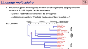 Module 21 - Systematique 2c - Methodes Statistiques et Horloge Moleculaire.mp4
