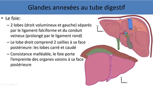 Anatomie générale du système digestif
