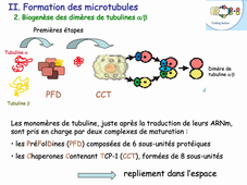 V2 Dynamiques/Régulations Cellulaires et tissulaires L3S5 CM2 Schmit