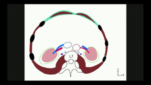UE2 AN5-AN6 Estomac / Duodemnum / Pancreas
