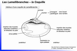 Biologie des Lamellibranches