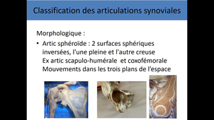 UE4 - Anatomie Générale des articulations