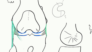 bassin osseux-hanche-genou