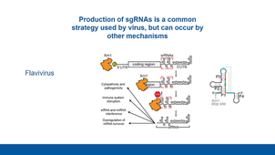 Genome biology of viruses