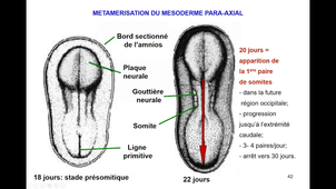 6eHeure-LS1-Neurulation