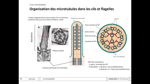 UE5 Cours biologie cellulaire - Cytosquelette 2026 partie 1