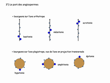 Développement tige 1 2