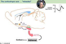 11 - Corticotropic Axis.mp4