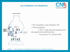 PA - Bases fondamentales - troubles schizophréniques 3 - Les altérations neurochimiques