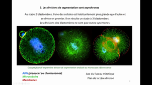 3eHeure-L1SpS-Segmentation-TELETIN