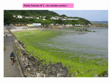 L1DMV plantes-histoire des marées vertes