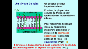 Transferts membranaires 2