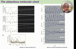 04 - Clock Oscillator Networks