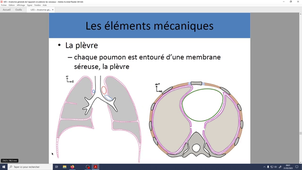 Système respiratoire