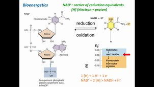 MMD - The microbial carbon cycle