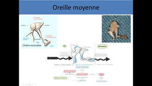 Anatomie générale organe des sens