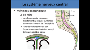 Anatomie générale du système nerveux