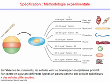CM UE3 Vie Cellulaire Cellules souches différenciation apoptose 2