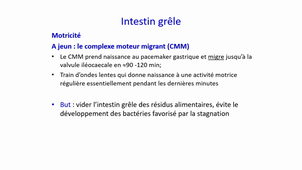 intestin grêle