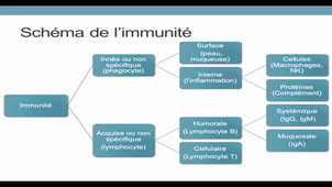 8sp18 Voillequin