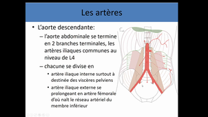 Anatomie générale appareil circulatoire 2: les vaisseaux