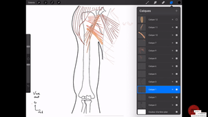 3AN03 - Fosse axillaire et contenu