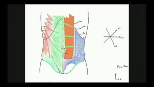 UE2 AN1 Paroi abdominale