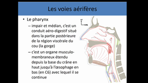 Anatomie générale appareil respiratoire