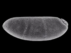 sauvage vue latérale