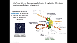 BG Chapitre 2 Réplication de l'ADN