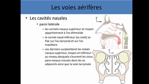 Anatomie générale de l'appareil respiratoire 1