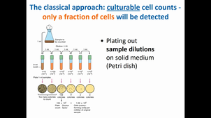 Microbial life in the phyllosphere