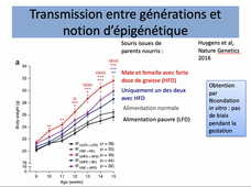 notions de biologie module 12 4 epigenetique intergenerationnelle