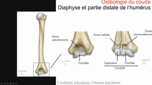 Anatomie du Membre Supérieur - Partie 2 - Le coude