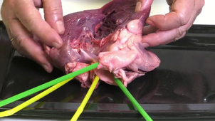 SVT 03 Dissection : Intégration des fonctions de nutrition - la circulation sanguine, la dissection du cœur de porc, 1er degré