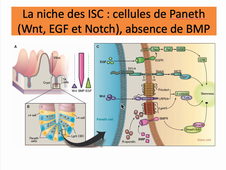 niche et organoide