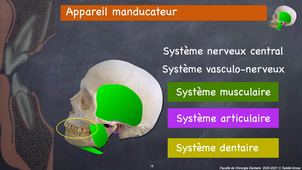 Cavité buccale L1SPS