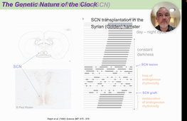 02 - The Suprachiasmatic Nucleus and the Genetic Nature of the Clock