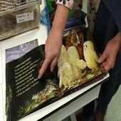 Atelier Cycle 1 - Plumes, Poils, Ecailles (partie 2)