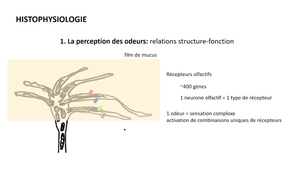 IFMK2_Histologie_systeme_olfactif.mp4