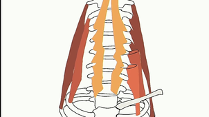 UE1-régions latérales du cou