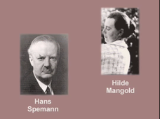 Saxen Exc 1 Spemann's Primary Organizer