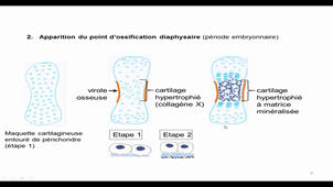 2hi11-12 Antal Maria