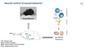 HPG axis 5_NeuroEndocrinology HPG axis_Pathologies of reproduction_cours enregistrés.mp4