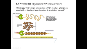 BG1 et 2 Structure AN réplication ADN
