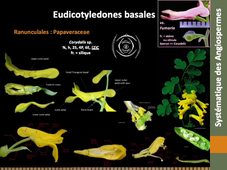 CM5 - Eudicots basales.mp4