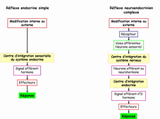 Les systèmes endocrinien