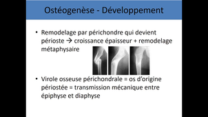 UE4 Anatomie générale et os