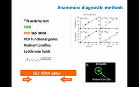 The microbial nitrogen cycle (end), the sulfur cycle
