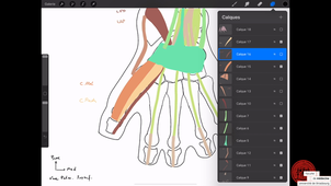3AN07-Cours muscles de la main